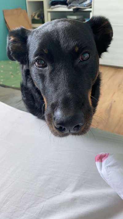 Darf der Hund bei Euch im Bett schlafen?-Beitrag-Bild