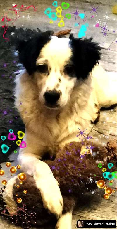 Hunde aus Griechenland-Beitrag-Bild