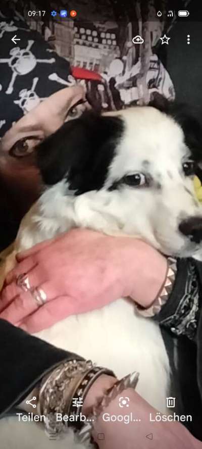 Mischlinge raten - Rätselspaß-Beitrag-Bild