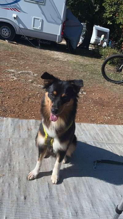 Hundetreffen-Spaziergang-Bild