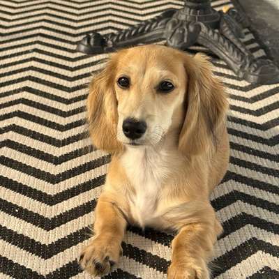 Hundetreffen-Zwergdackel Welpen für ein Social Meet-Up gesucht-Bild