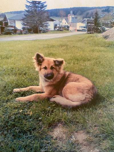 Welpen Bilder !-Beitrag-Bild