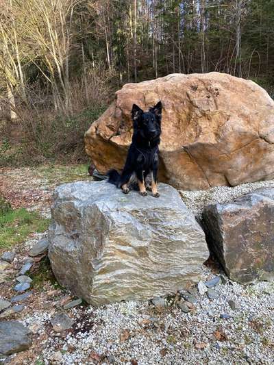 Welpen Bilder !-Beitrag-Bild