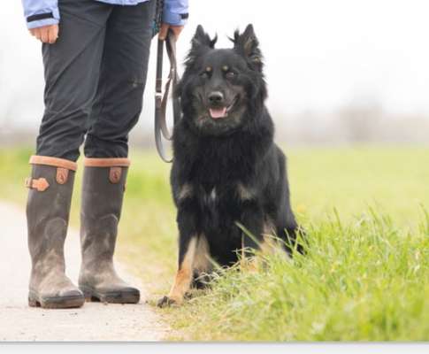 Welpen Bilder !-Beitrag-Bild