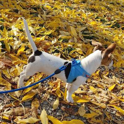 Hundetreffen-Ilmenau Umgebung-Bild