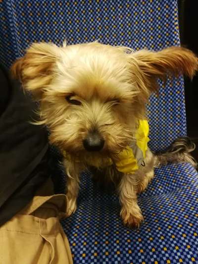 Hundebilder-Beitrag-Bild