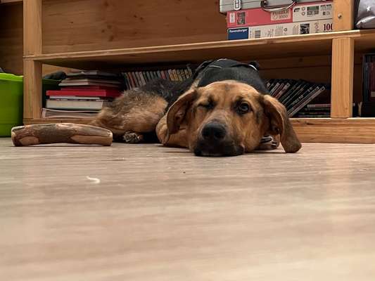 Hundetreffen-Spiel- und Kommunikationstreffen an der Hundewiese Mannheim Herzogenried-Bild