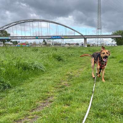 Hundetreffen-Gemütlicher Spaziergang im Wald oder am Neckar-Bild