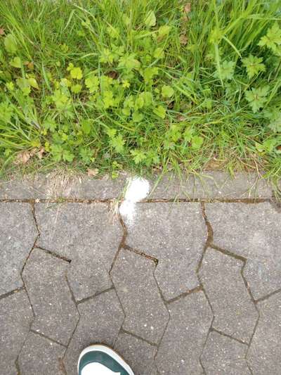 Giftköder-Weißes Pulver-Bild