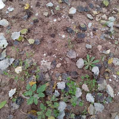 Giftköder-Weißes Pulver-Bild