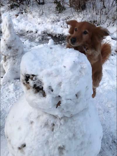 Challenge Nr. 16         Dynamik - Dein Hund in Bewegung-Beitrag-Bild