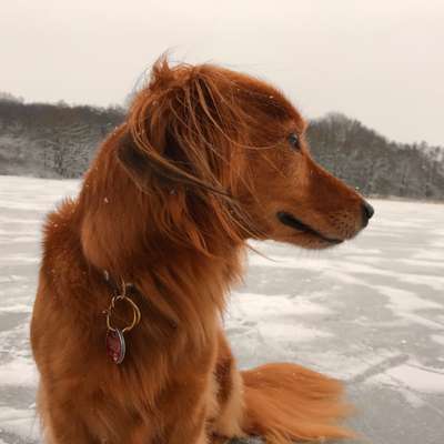 Foto's und Hundemodels-Beitrag-Bild