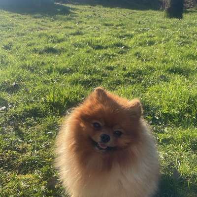 Hundetreffen-Pomeranian Treffen-Bild