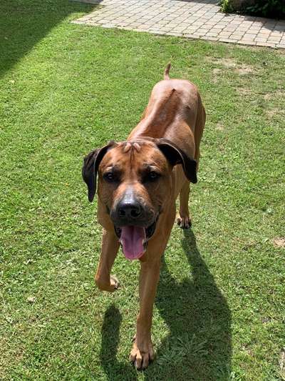Rhodesian Ridgeback-Beitrag-Bild
