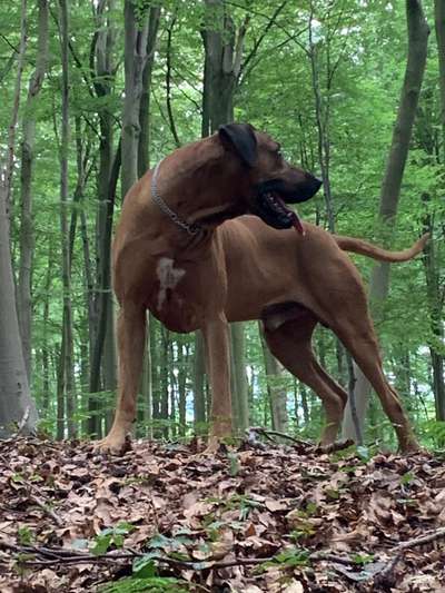 Rhodesian Ridgeback-Beitrag-Bild