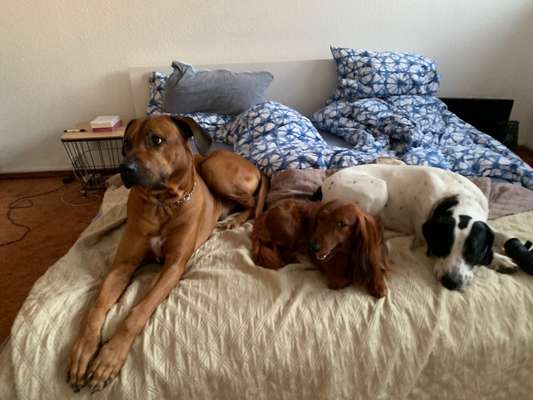 Bester Freund, Hundekumpel - zeigt her!-Beitrag-Bild