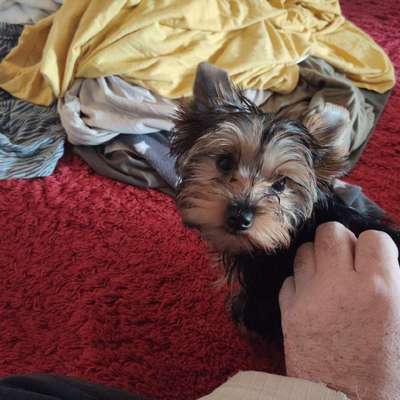 Dogorama Photo Challenge - Einmal lächeln bitte-Beitrag-Bild