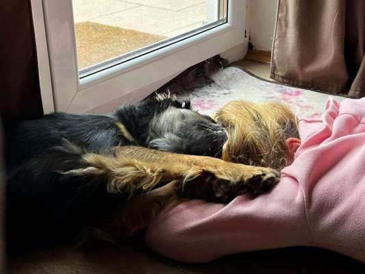 98.Fotochallange  - Hunde zeigen Zuneigung-Beitrag-Bild