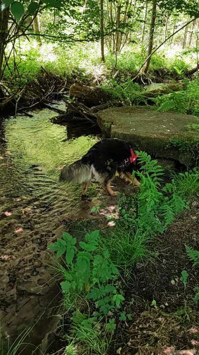 Dogorama Photo Challenge - Märchenwald-Beitrag-Bild