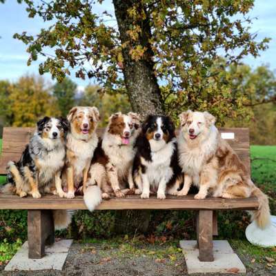 Reinrassige Hunde?-Beitrag-Bild