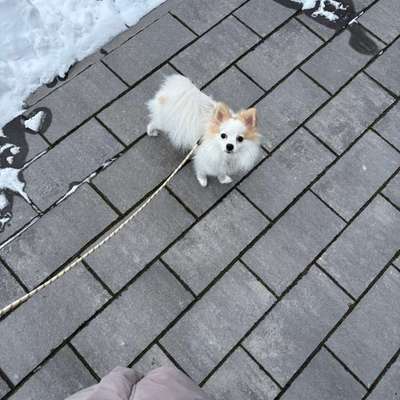 Hundetreffen-Spaziergänge Kleinhunde-Bild