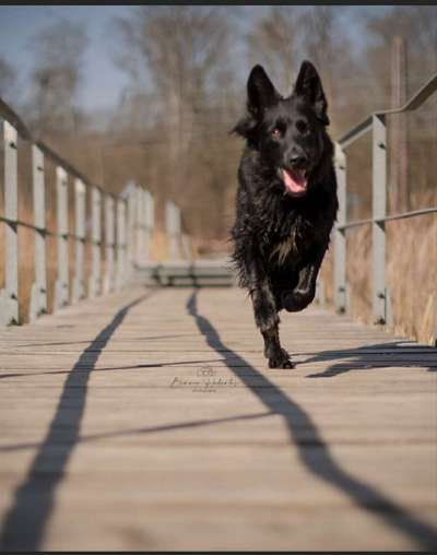 Schäferhund-Fans?-Beitrag-Bild