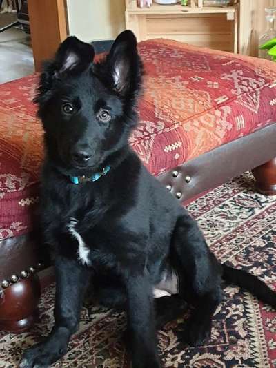 Welpen Bilder !-Beitrag-Bild