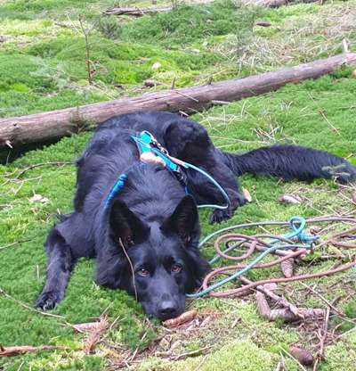 Dogorama Photo Challenge - Hundeblick zum hinschmelzen-Beitrag-Bild