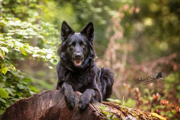 Schäferhund-Fans?-Beitrag-Bild