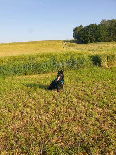 Hundeauslaufgebiet-Wünschberg-Bild