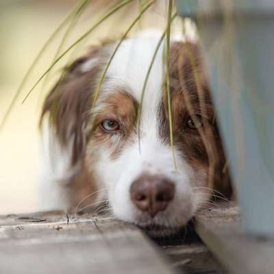 Hundetreffen-Fotos von und mit euren Hunden🙂-Bild