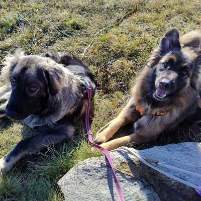 Hundetreffen-Gemeinsam Rudeln am Wochenende-Bild
