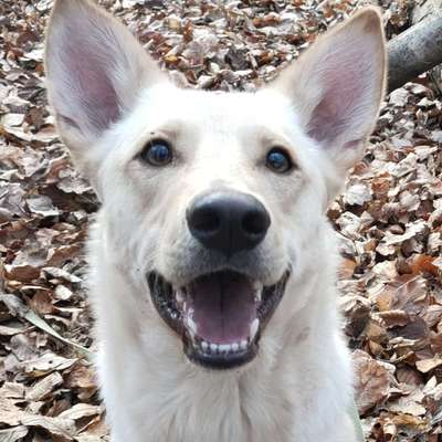 Hundetreffen-Bollerkopf sucht Freunde-Bild