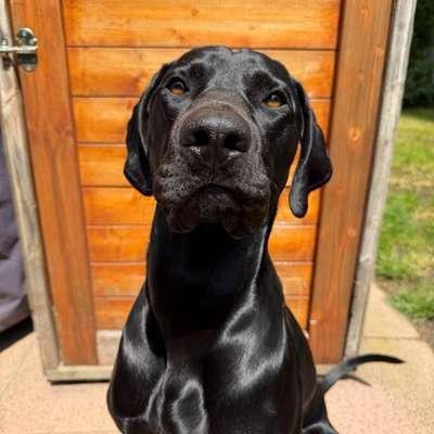 Hundetreffen-Hobby-Mantrailing / Funtrailing-Profilbild