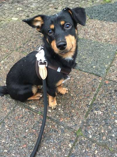 Labradorfans-Beitrag-Bild