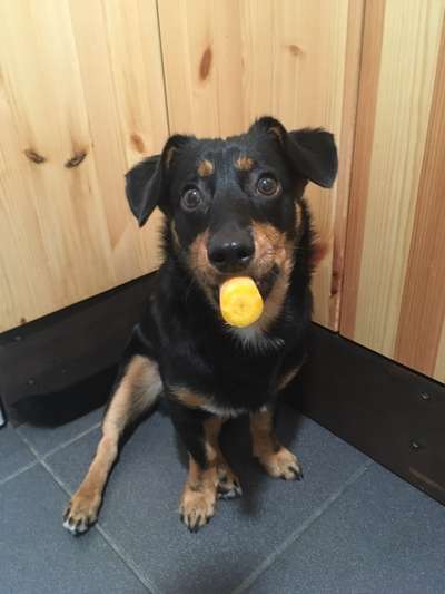 Natürliche Kauartikel-Beitrag-Bild