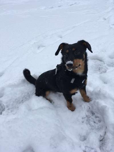 Labradorfans-Beitrag-Bild