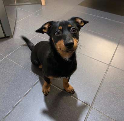 Liebhaber des Deutschen Pinscher gesucht.-Beitrag-Bild