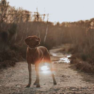 Dogorama Photo Challenge - Der Frühling kommt-Beitrag-Bild