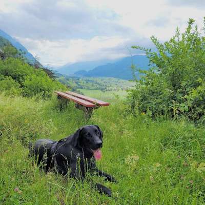 Hundetreffen-Trainingsspaziergang-Bild