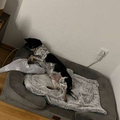 Hundetreffen-Spielkameraden Gesucht-Bild