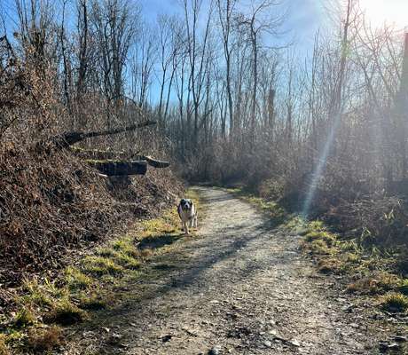 Hundeauslaufgebiet-Weitwörther Au-Bild