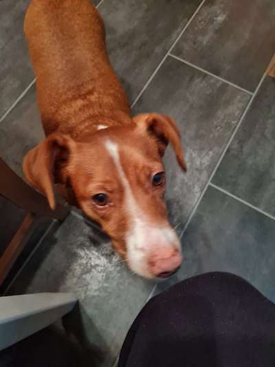 Welchen Hund hast du?-Beitrag-Bild