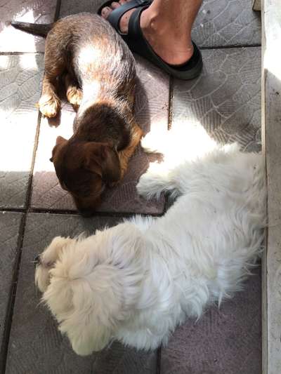 Die Dogorama Wochen Challenge "Friends will be Friends"-Beitrag-Bild