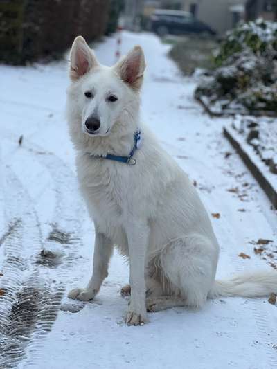 American Akita als Zweithund.-Beitrag-Bild