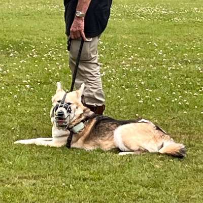 Hundetreffen-Begegnungen an der Leine-Bild