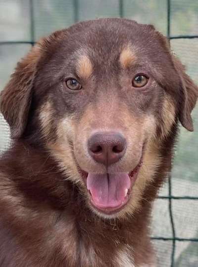 Mischlinge raten - Rätselspaß-Beitrag-Bild