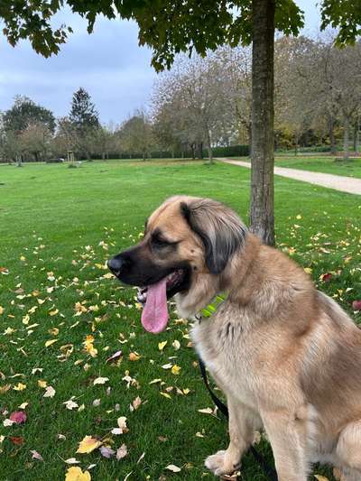 Germanischer Bärenhund-Beitrag-Bild