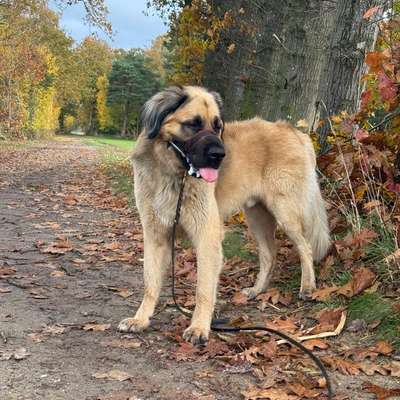 Hundetreffen-Spaziergang und Toben mit Hündin-Bild
