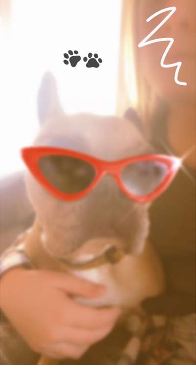 Zeigt her eure Frenchi-Beitrag-Bild